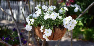 8 kwiatów doniczkowych, które kwitną na biało