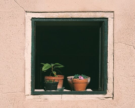 Ile razy w tygodniu trzeba podlewać drzewko bonsai?