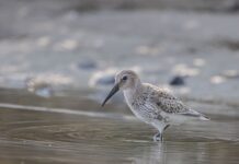 Jak zamontować niski brodzik na płytkach?